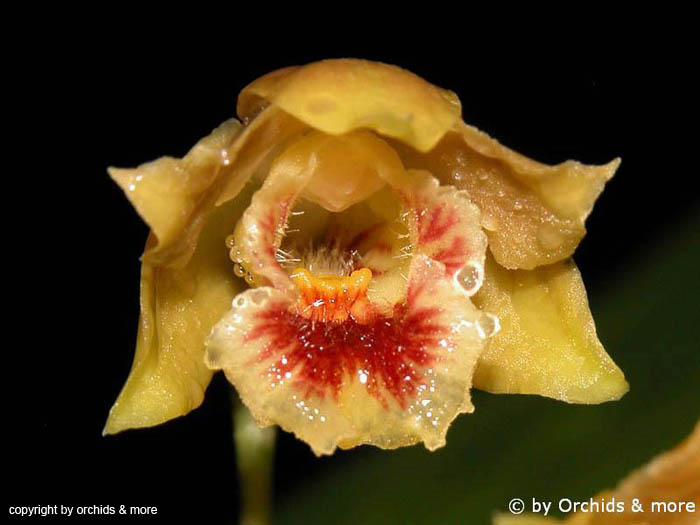 Bifrenaria_vitellina