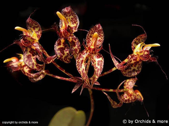 Bulbophyllum
