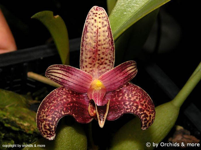 Bulbophyllum_facetum2