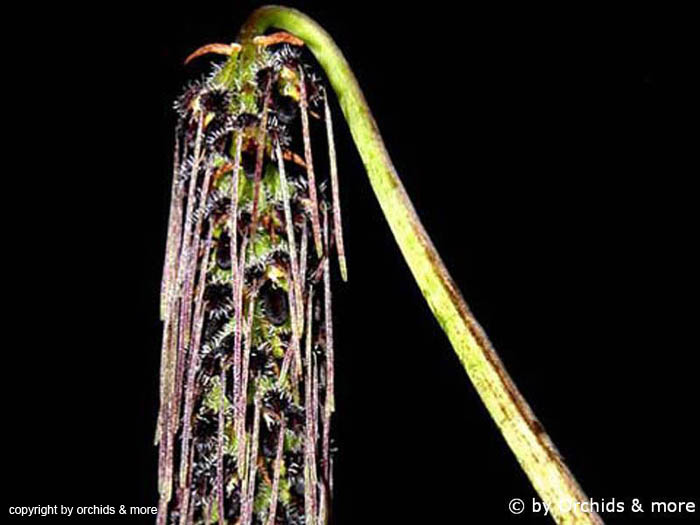 Bulbophyllum_lemniscatoides