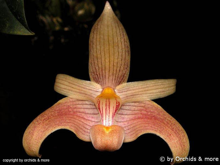 Bulbophyllum_lobbii
