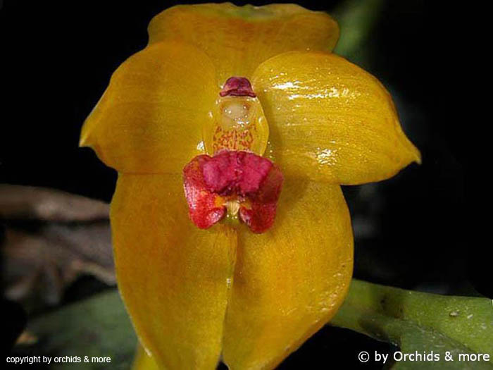 Bulbophyllum_membranifolium