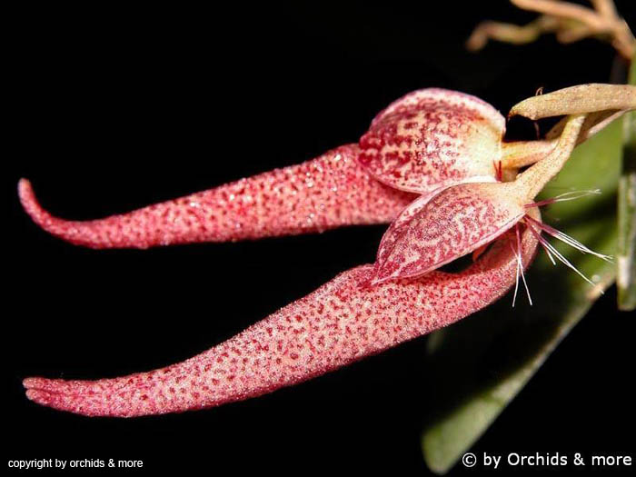 Bulbophyllum_mirum
