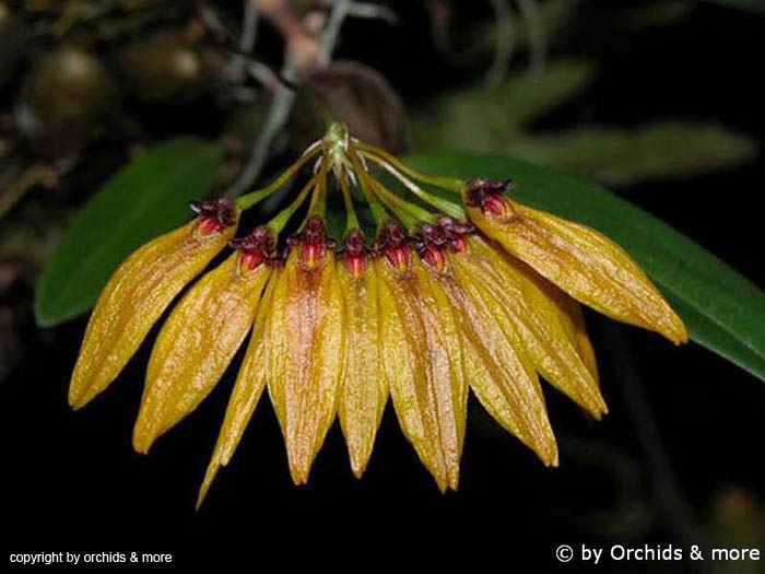 Bulbophyllum_retusiusculum