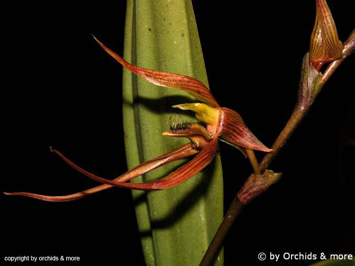 Bulbophyllum_sulawesii