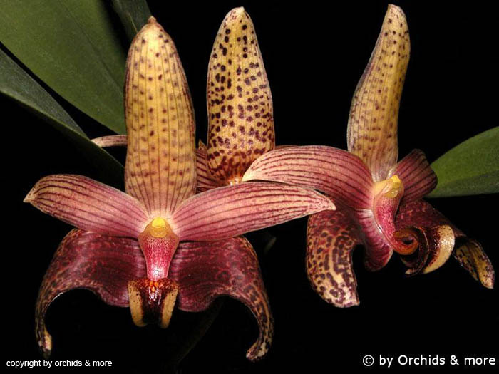 Bulbophyllum_sumatranum