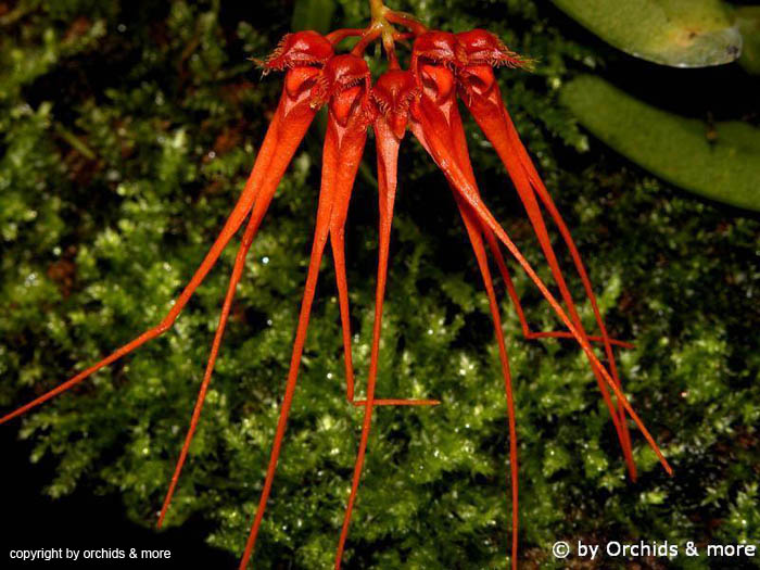 Bulbophyllum_tingabarinum