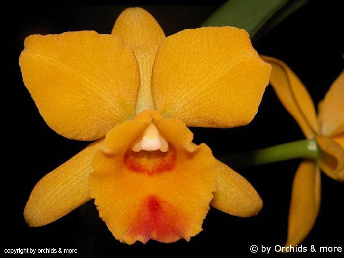 Cattleya_Pot._Free_Spirit_'Yellow_Lee