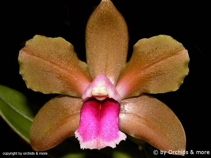 Cattleya_bicolor