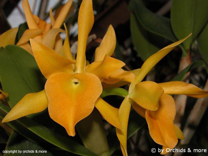 Cattleya_glauca_x_aurantiaca