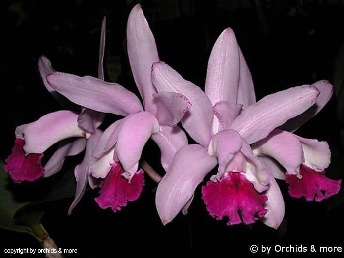 Cattleya_intermedia