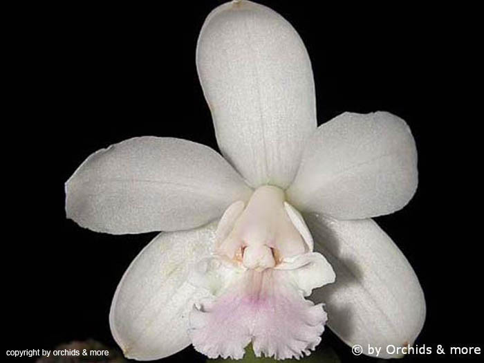 Cattleya_intermedia_dwarf