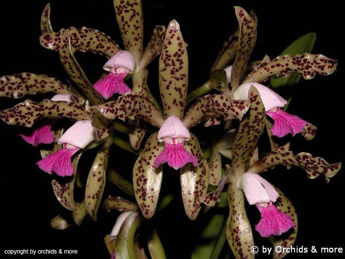 Cattleya_leopoldii