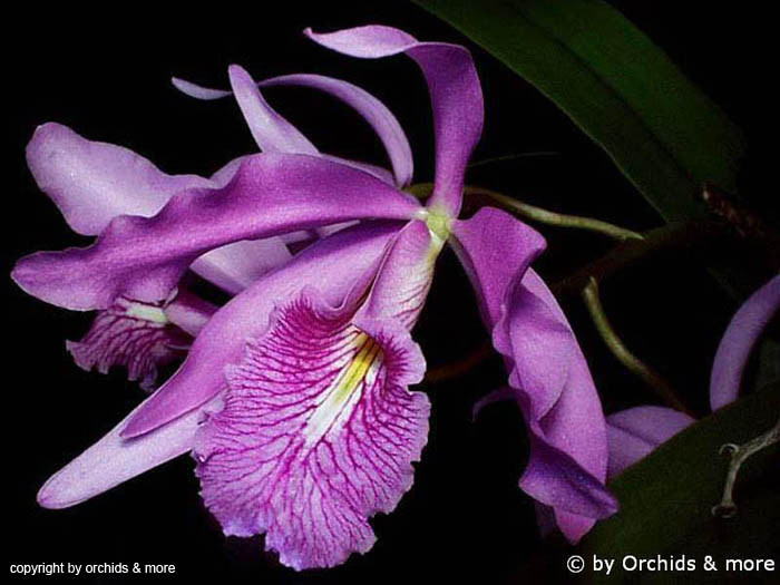 Cattleya_maxima