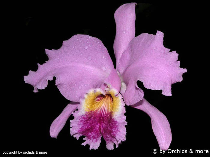 Cattleya_mossiae