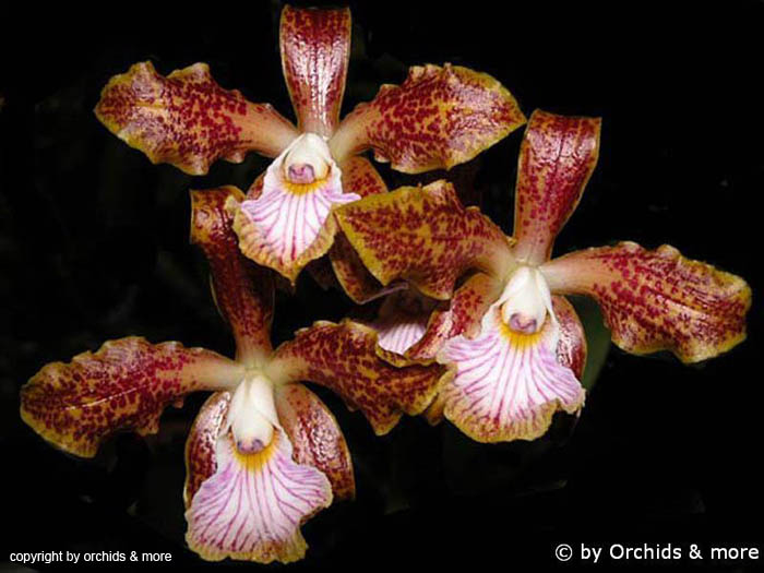 Cattleya_velutina