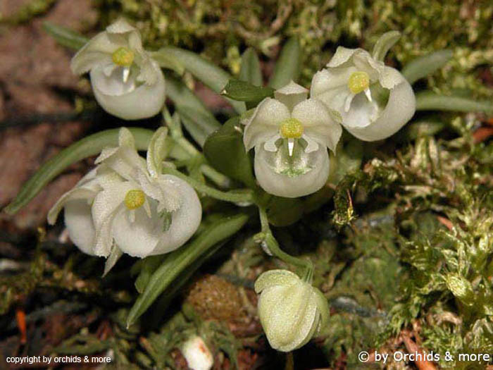 Centroglossa_macroceras