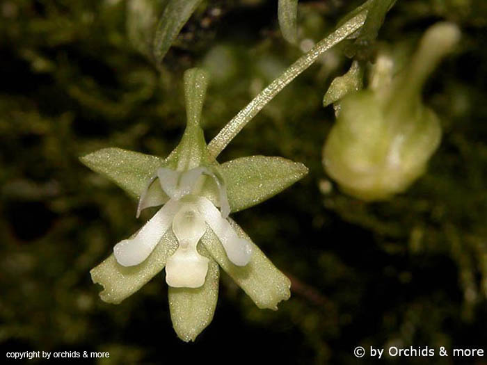 Centroglossa_nunes-limae