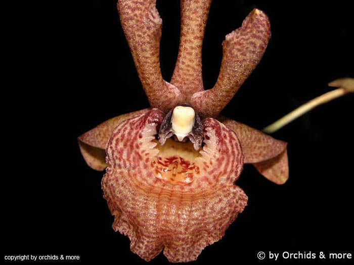 Chaubardiella_dalessandroi