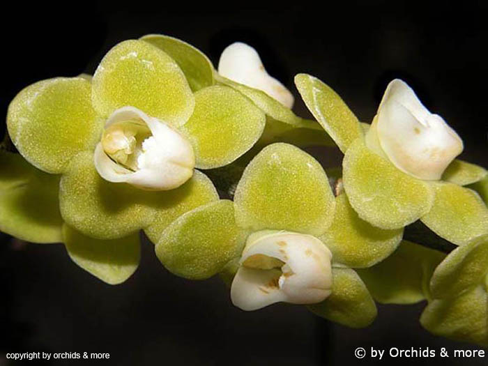 Chilochista_pusilla