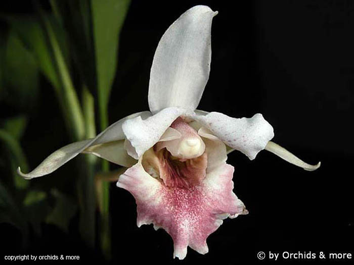 Chondrorhyncha_species