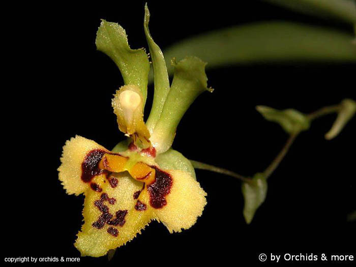 Chytroglossa_marileoniae