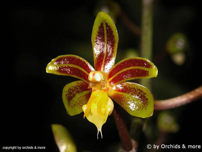 Cleisostoma_birmanica