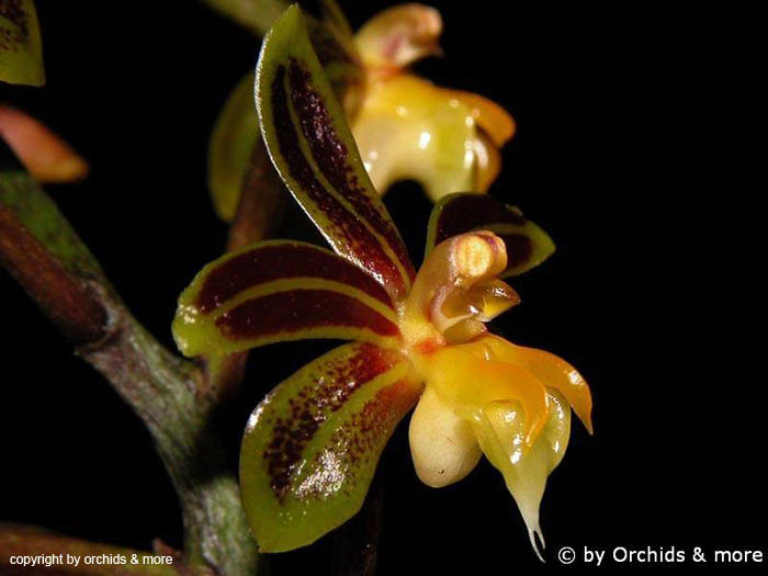 Cleisostoma_birmanica2