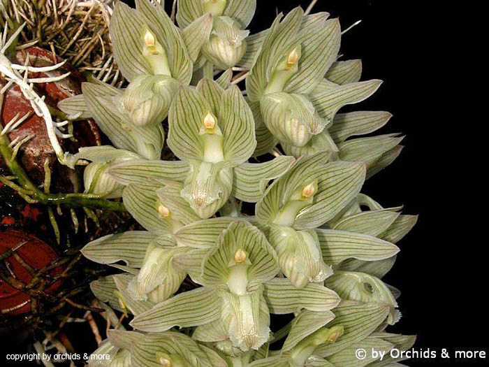 Clowesia_russeliana