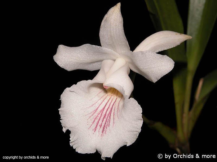 Cochleanthes_velutina