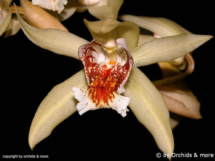 Coelogyne_asperata