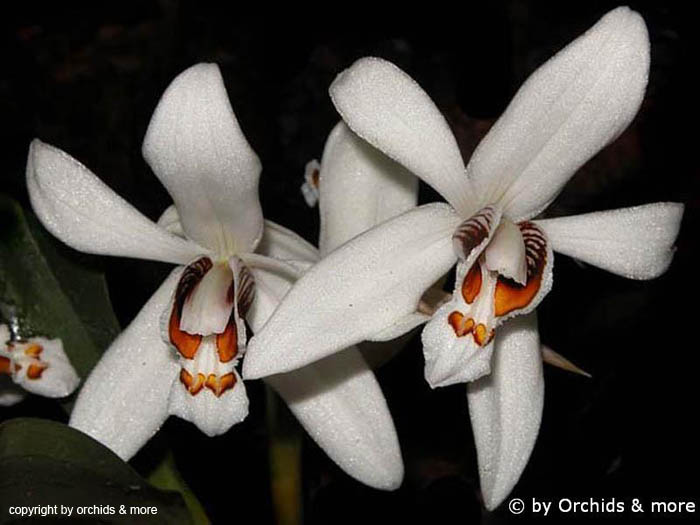 Coelogyne_corymbosa