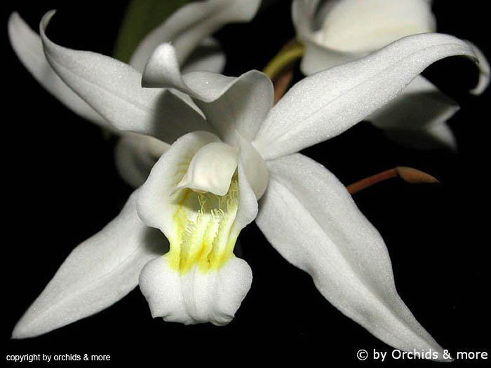 Coelogyne_intermedia