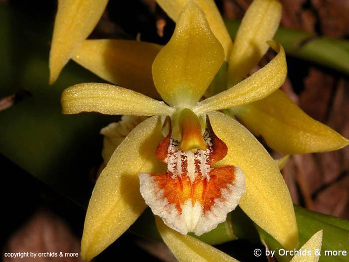 Coelogyne_lentiginosa
