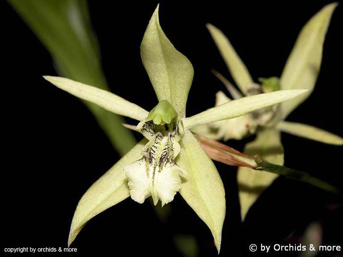 Coelogyne_virescens