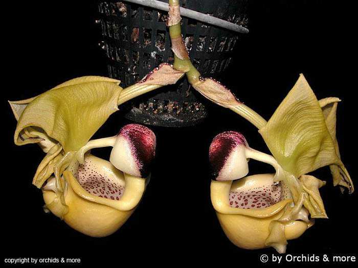Coryanthes_verrucolineata