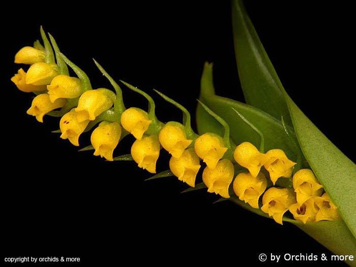 Cryptochilus_lutea