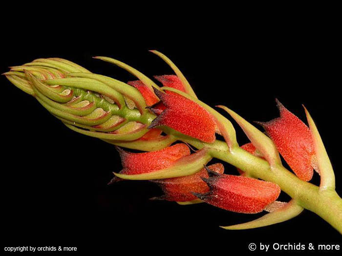 Cryptochilus_sanguinea
