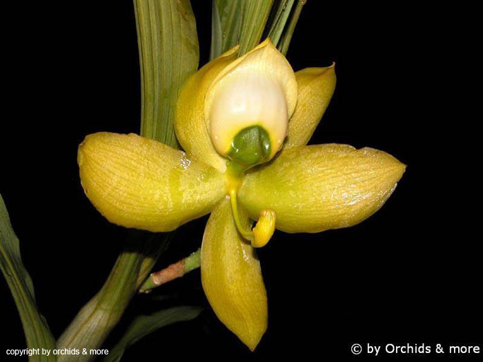 Cycnoches_chlorochilon