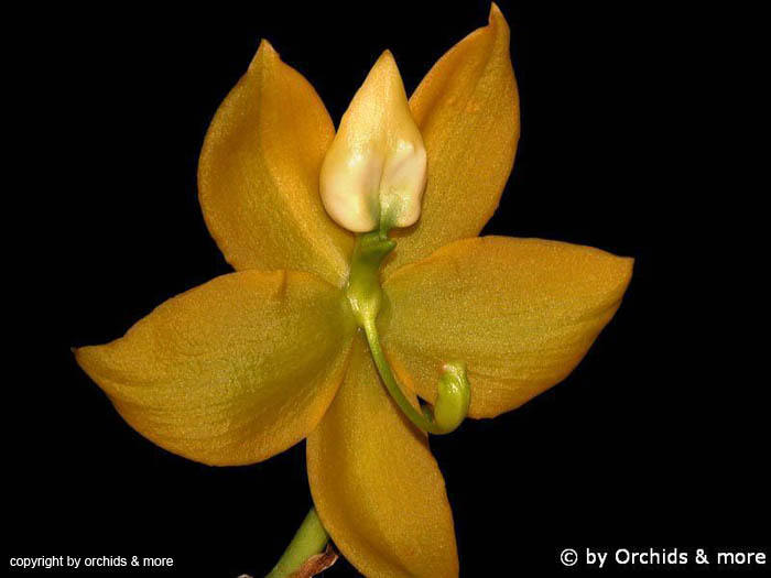 Cycnoches_herrenhusianum_x_chlorochilum