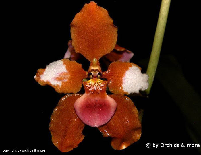 Cyrtochilum_volubile