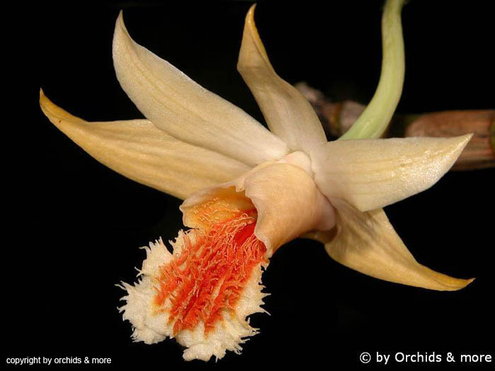 Dendrobium_aff_cariniferum