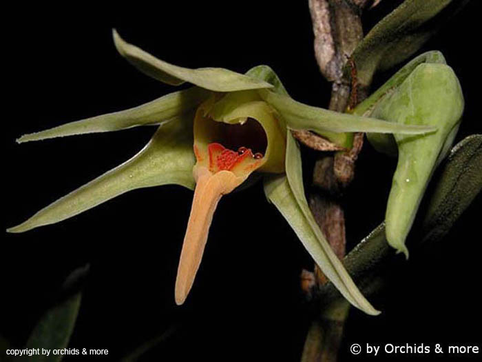 Dendrobium_ayubii