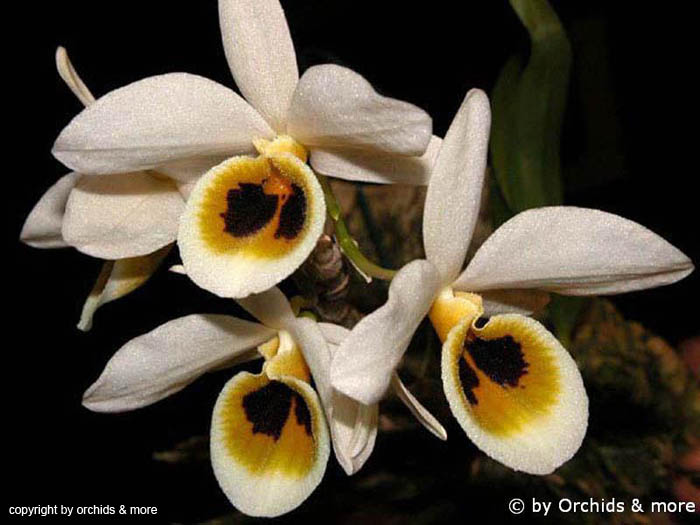 Dendrobium_bensoniae