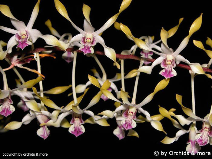 Dendrobium_canaliculatum2