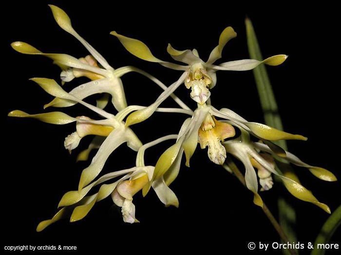 Dendrobium_canaliculatum_hell