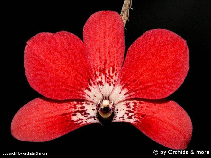 Dendrobium_cinnabarinum2
