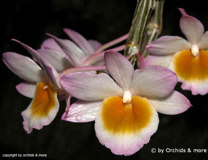 Dendrobium_crepidatum
