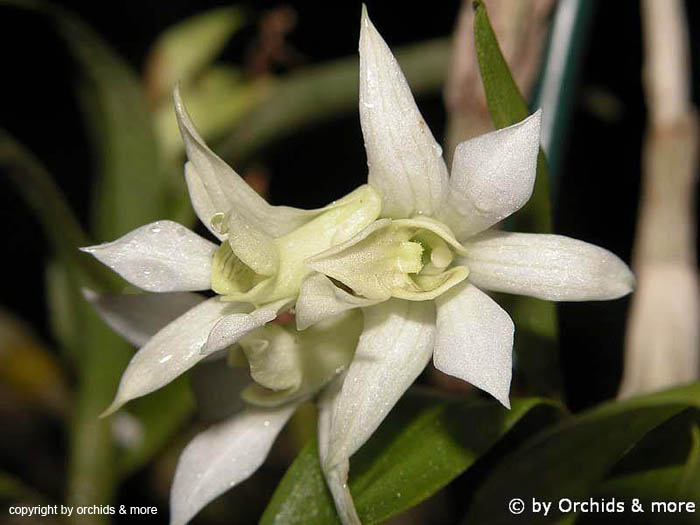 Dendrobium_cuspidatum