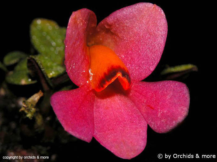 Dendrobium_cuthbertsonii